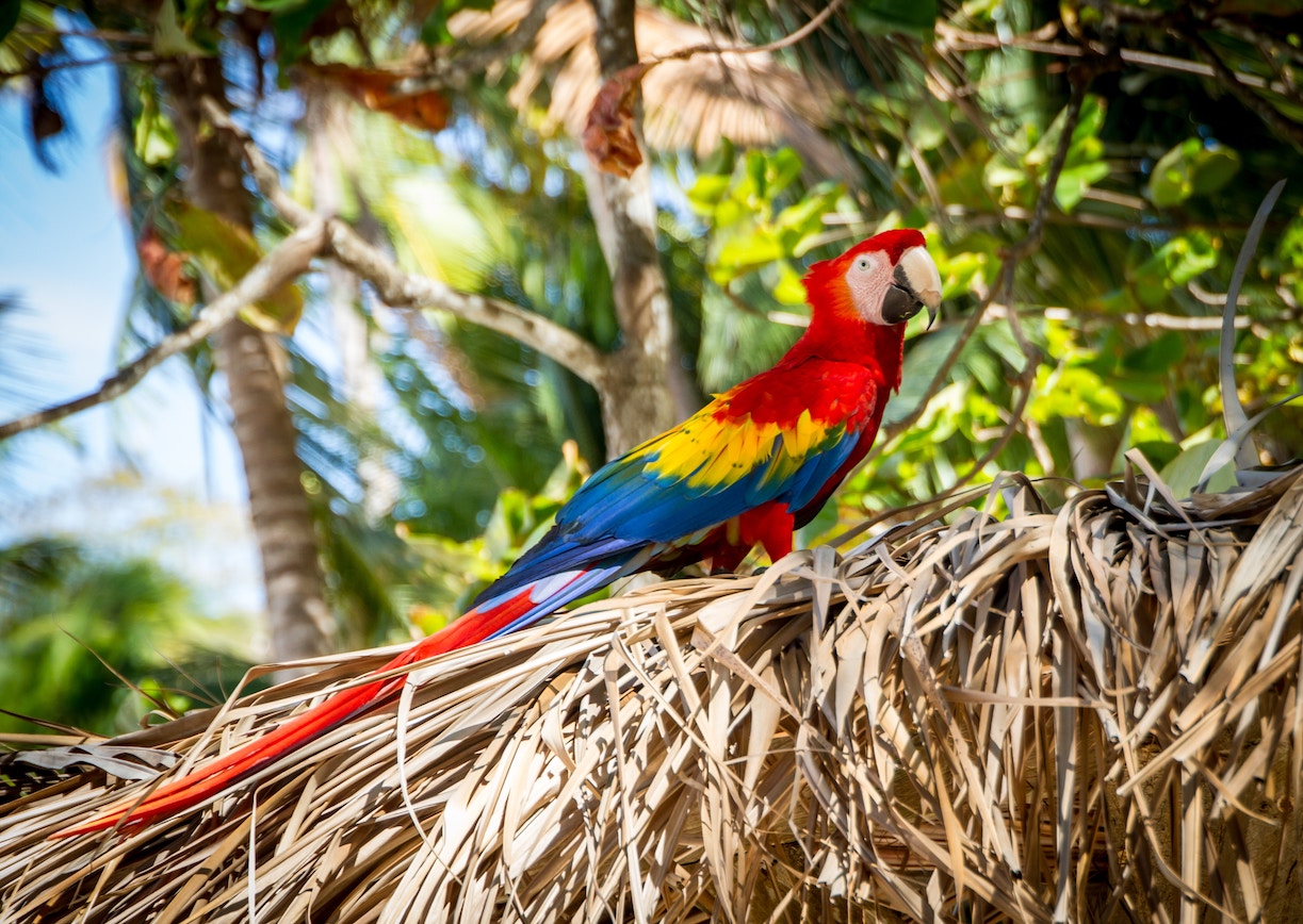 #9 beautiful birds of costa rica fun facts