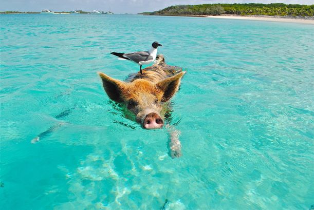 4. Swimming with pigs in the Bahamas